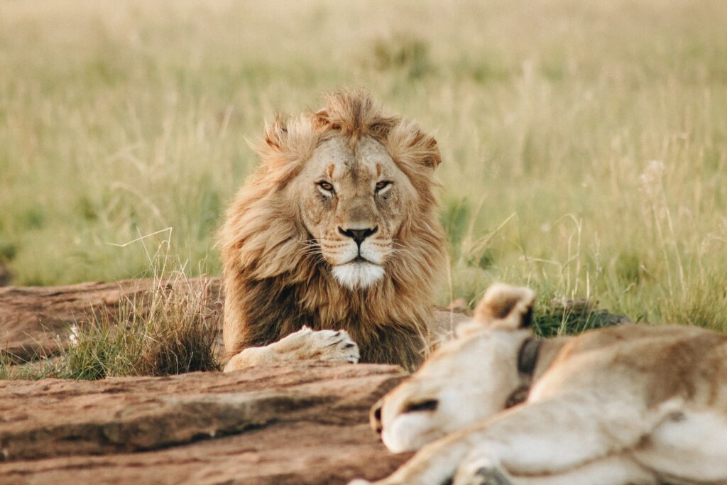 Lions at the safari in South Africa